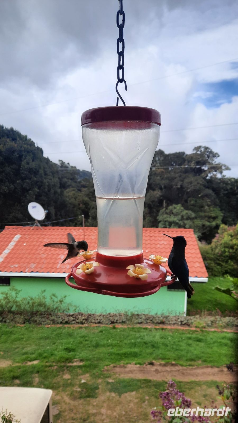 243 – Costa Rica, La Georgina, Kolibri