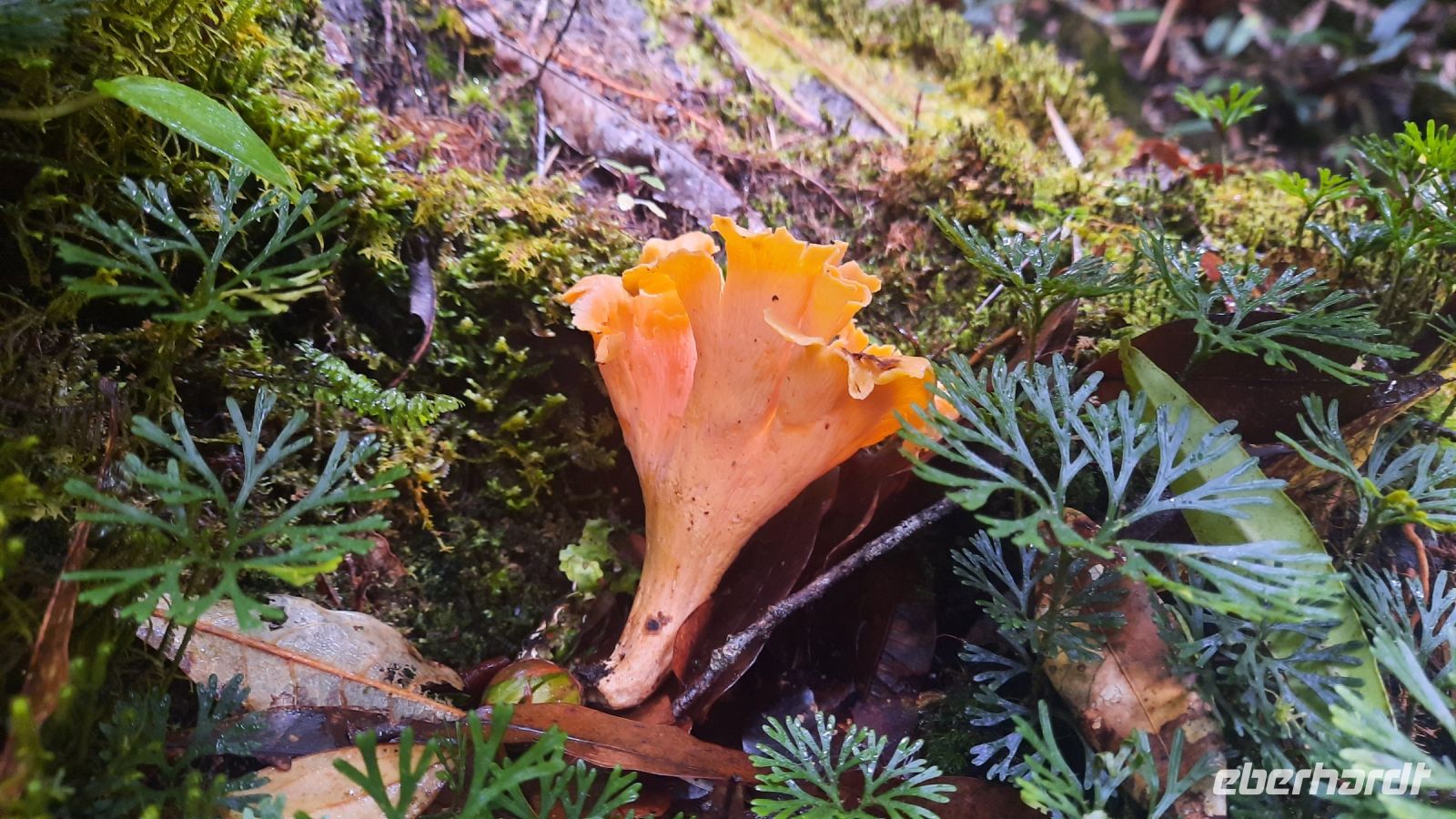 249 – Costa Rica, San Gerardo de Dota, Wanderung