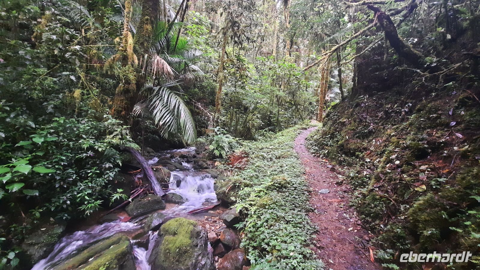 250 – Costa Rica, San Gerardo de Dota, Wanderung