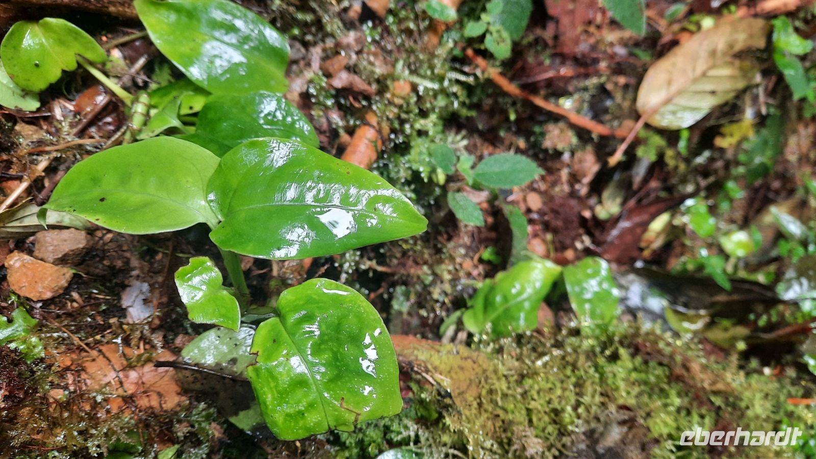 251 – Costa Rica, San Gerardo de Dota, Wanderung