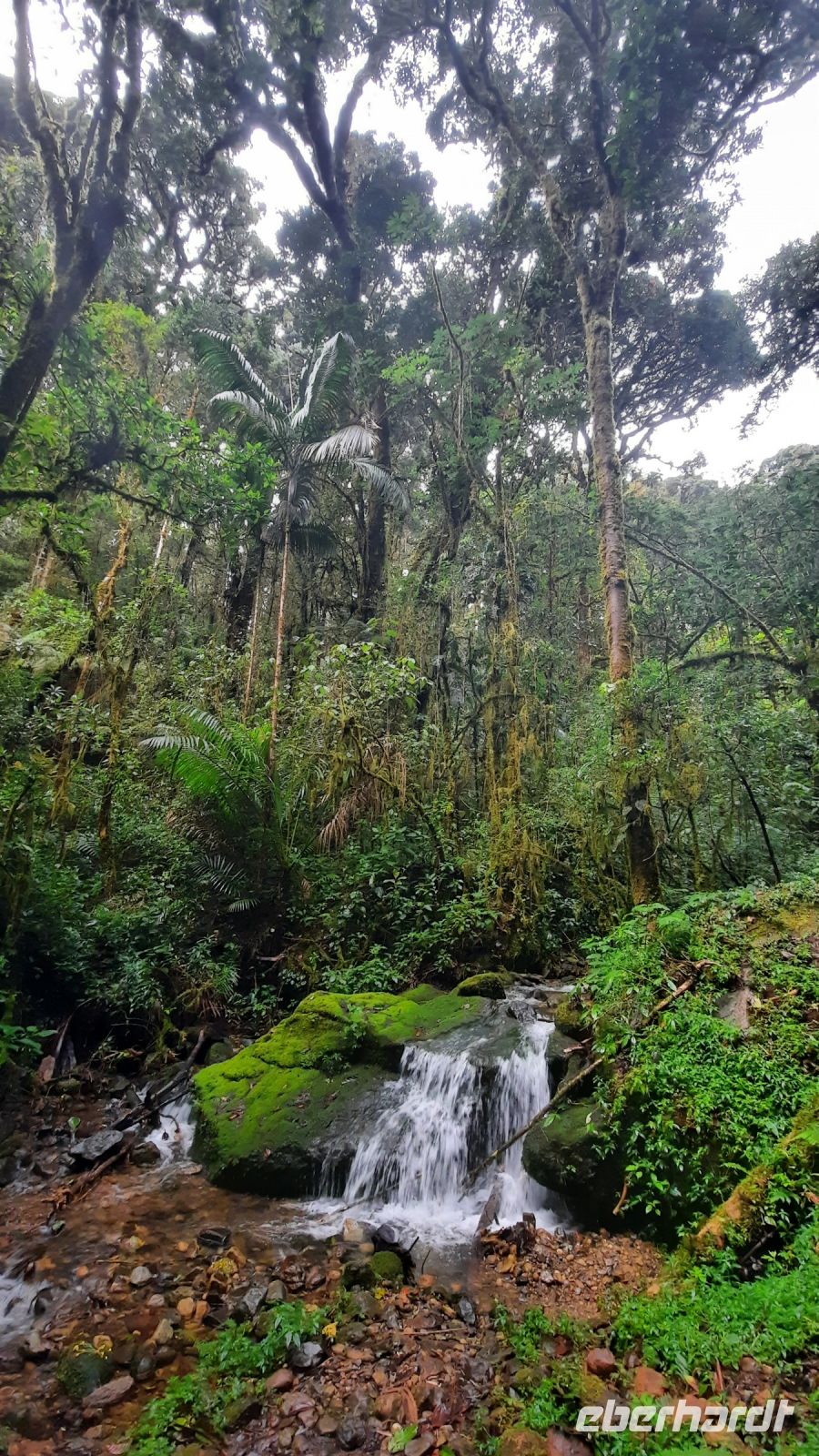 252 – Costa Rica, San Gerardo de Dota, Wanderung