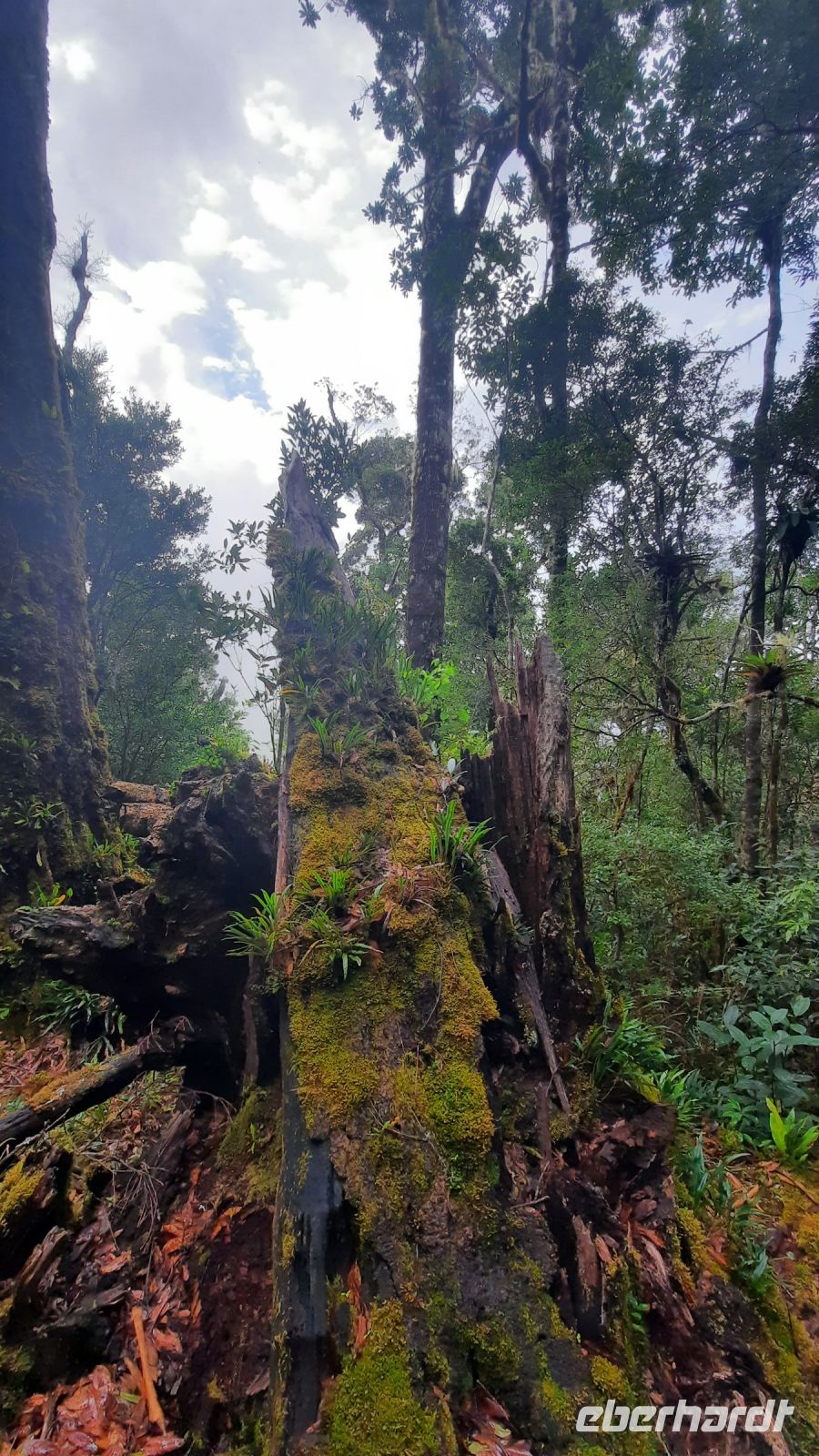 253 – Costa Rica, San Gerardo de Dota, Wanderung