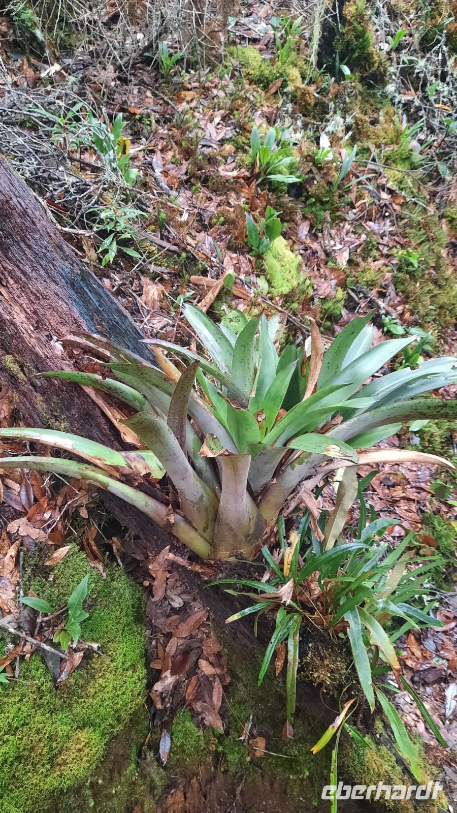 254 – Costa Rica, San Gerardo de Dota, Wanderung