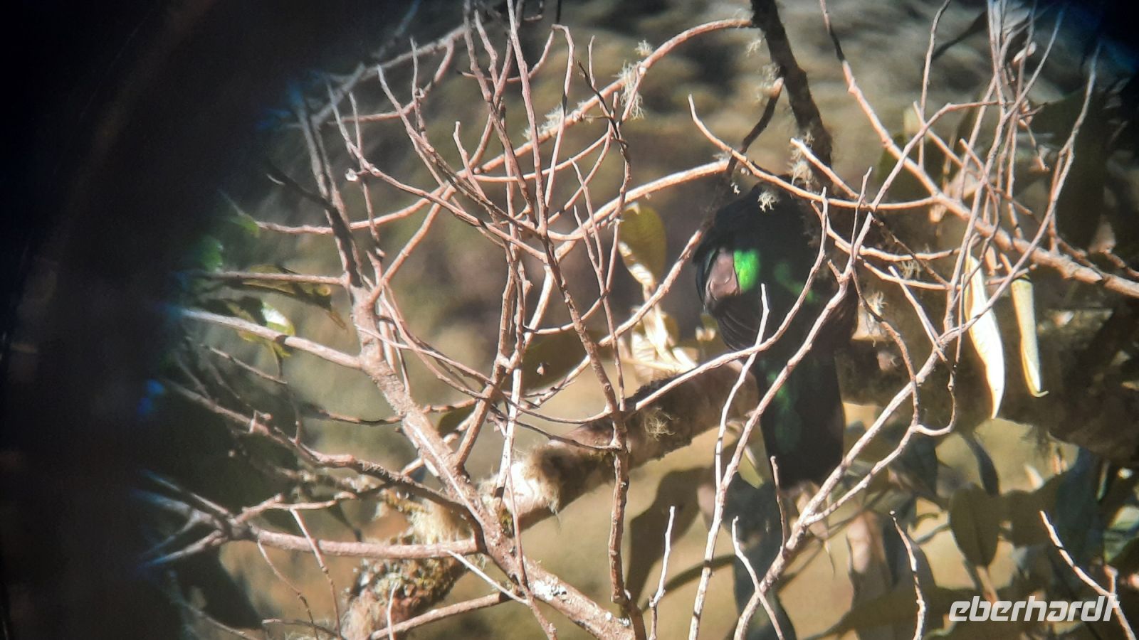 257 – Costa Rica, San Gerardo de Dota, Quetzal-Beobachtung