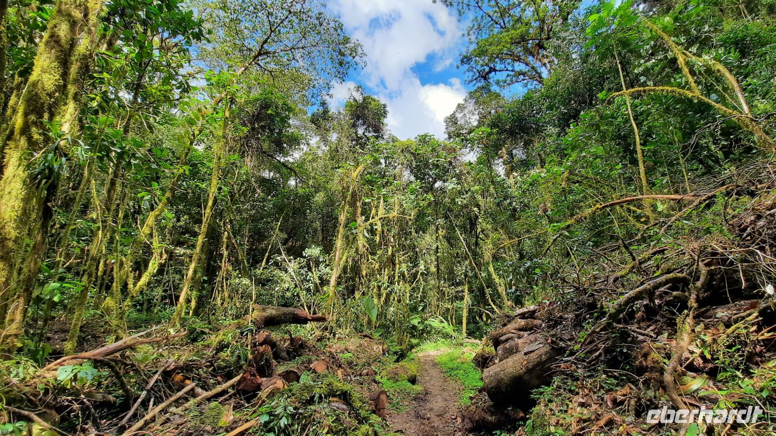 263 – Costa Rica, San Gerardo de Dota, Wanderung