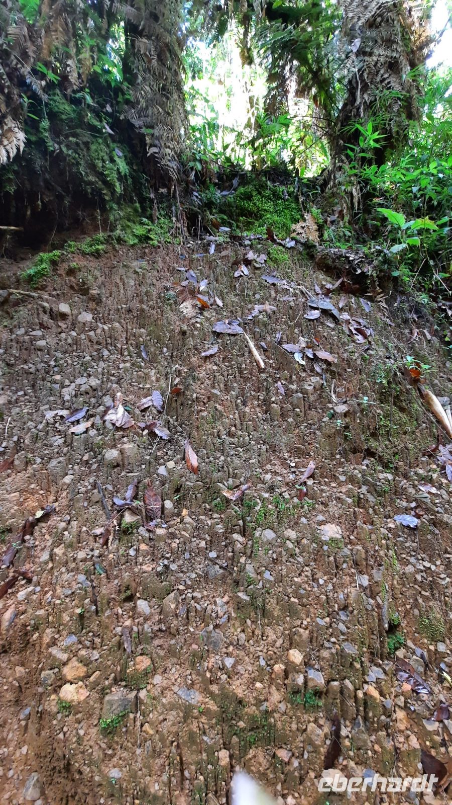 265 – Costa Rica, San Gerardo de Dota, Wanderung