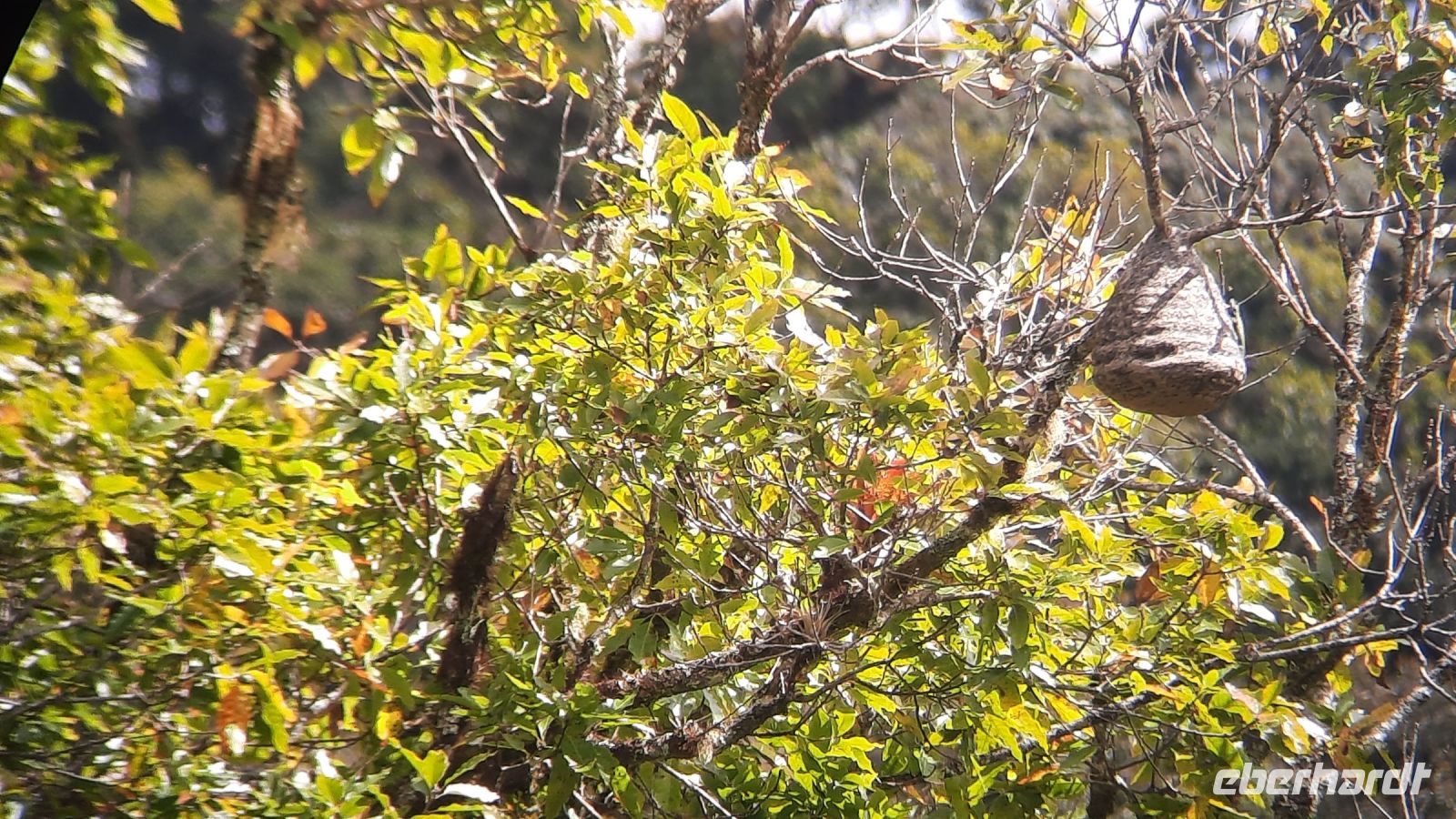 269 – Costa Rica, San Gerardo de Dota, Wanderung, Hornissennest