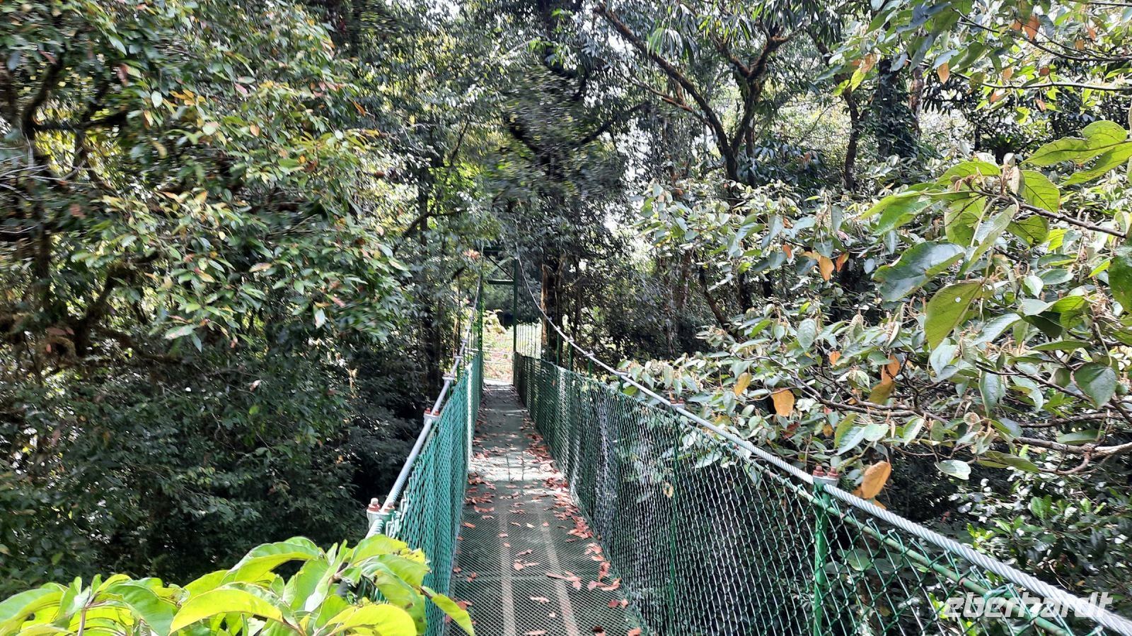 270 – Costa Rica, San Gerardo de Dota, Wanderung, Hängebrücke