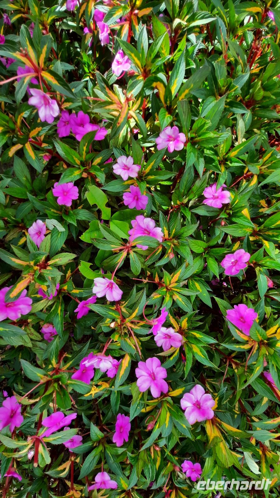 271 – Costa Rica, San Gerardo de Dota, Savegre Lodge