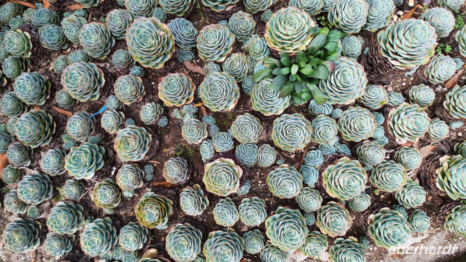 272 – Costa Rica, San Gerardo de Dota, Sukkulenten