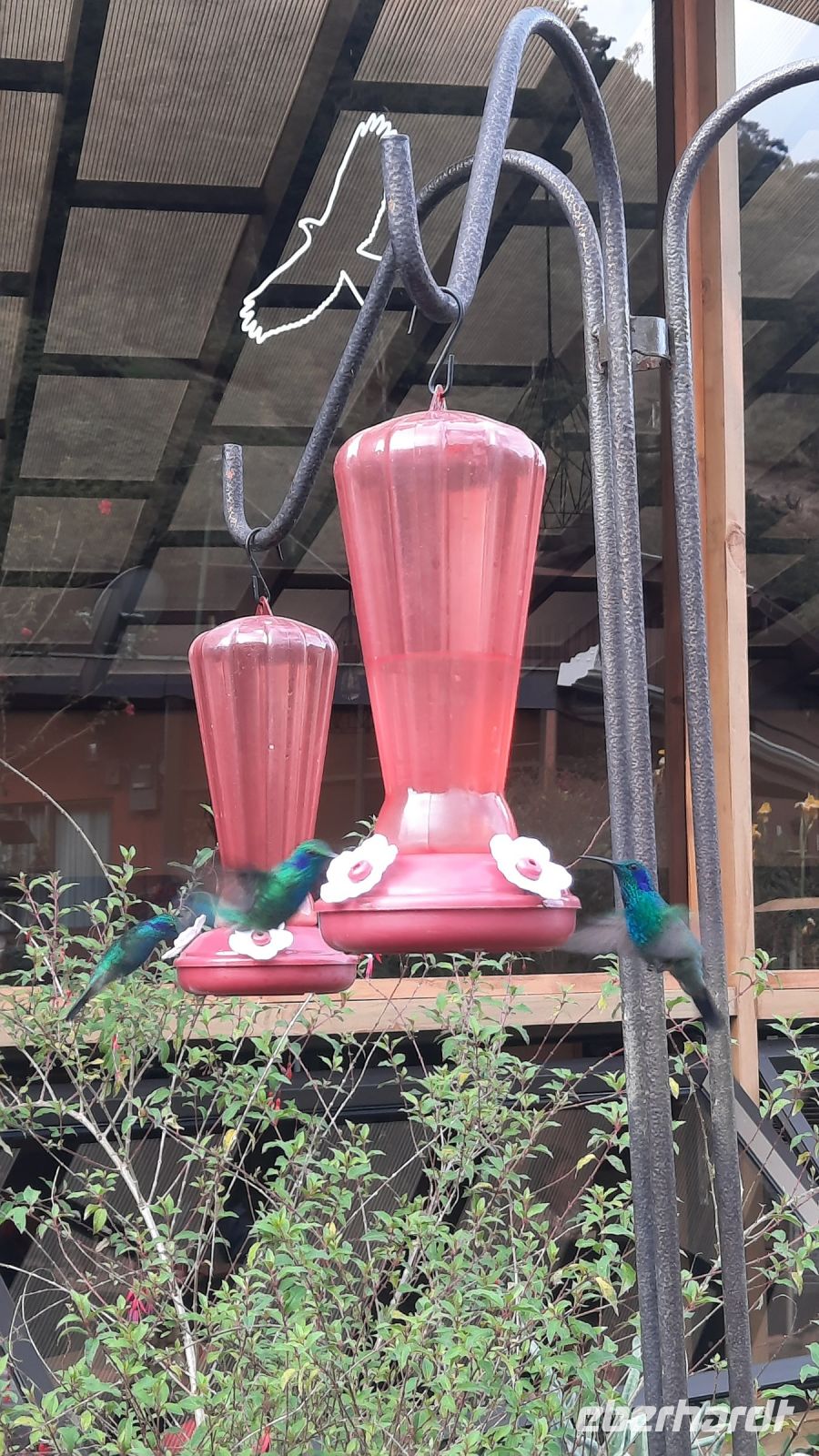 274 – Costa Rica, San Gerardo de Dota, Kolibri