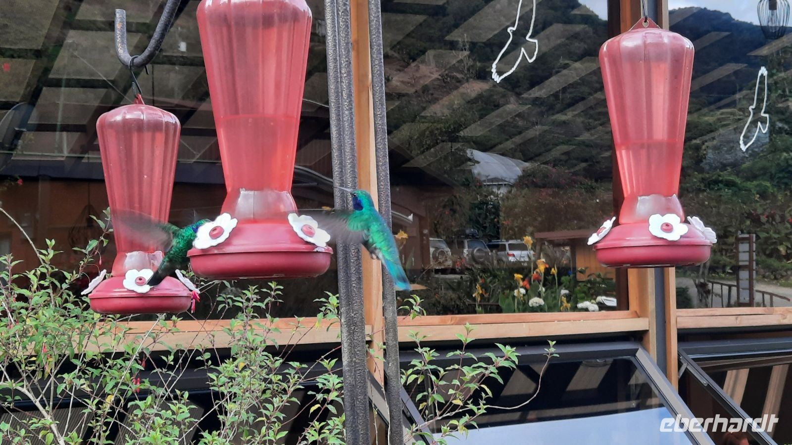 275 – Costa Rica, San Gerardo de Dota, Kolibri