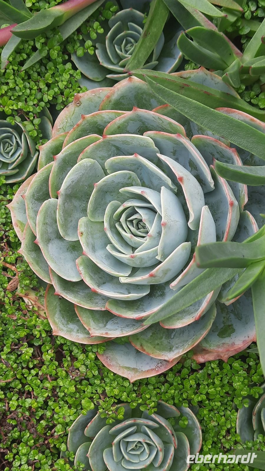 276 – Costa Rica, San Gerardo de Dota, Sukkulenten