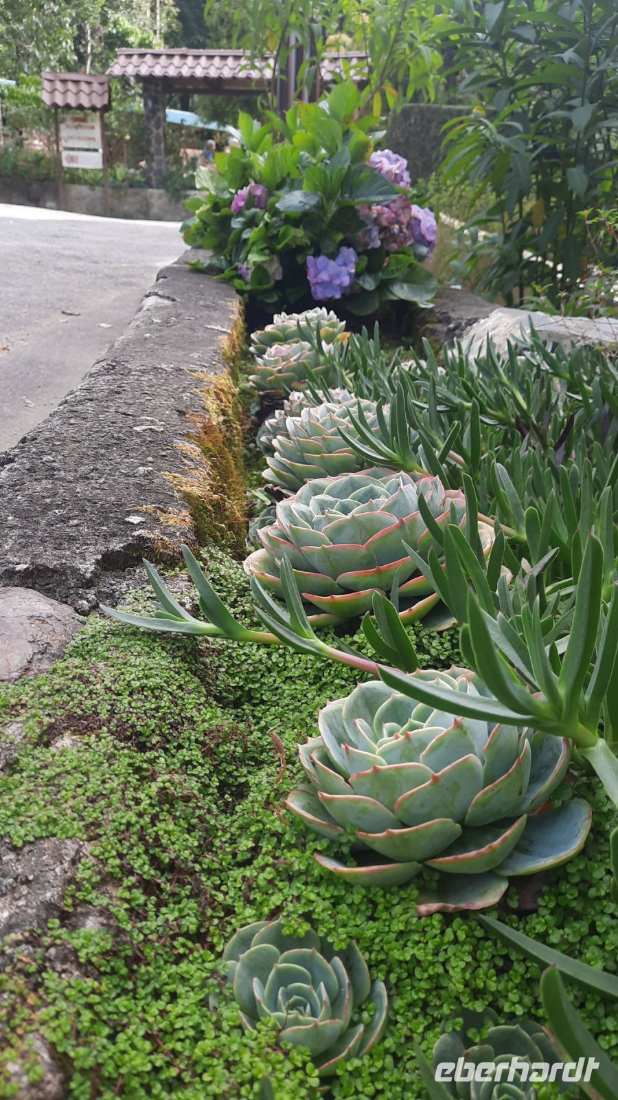 277 – Costa Rica, San Gerardo de Dota, Sukkulenten