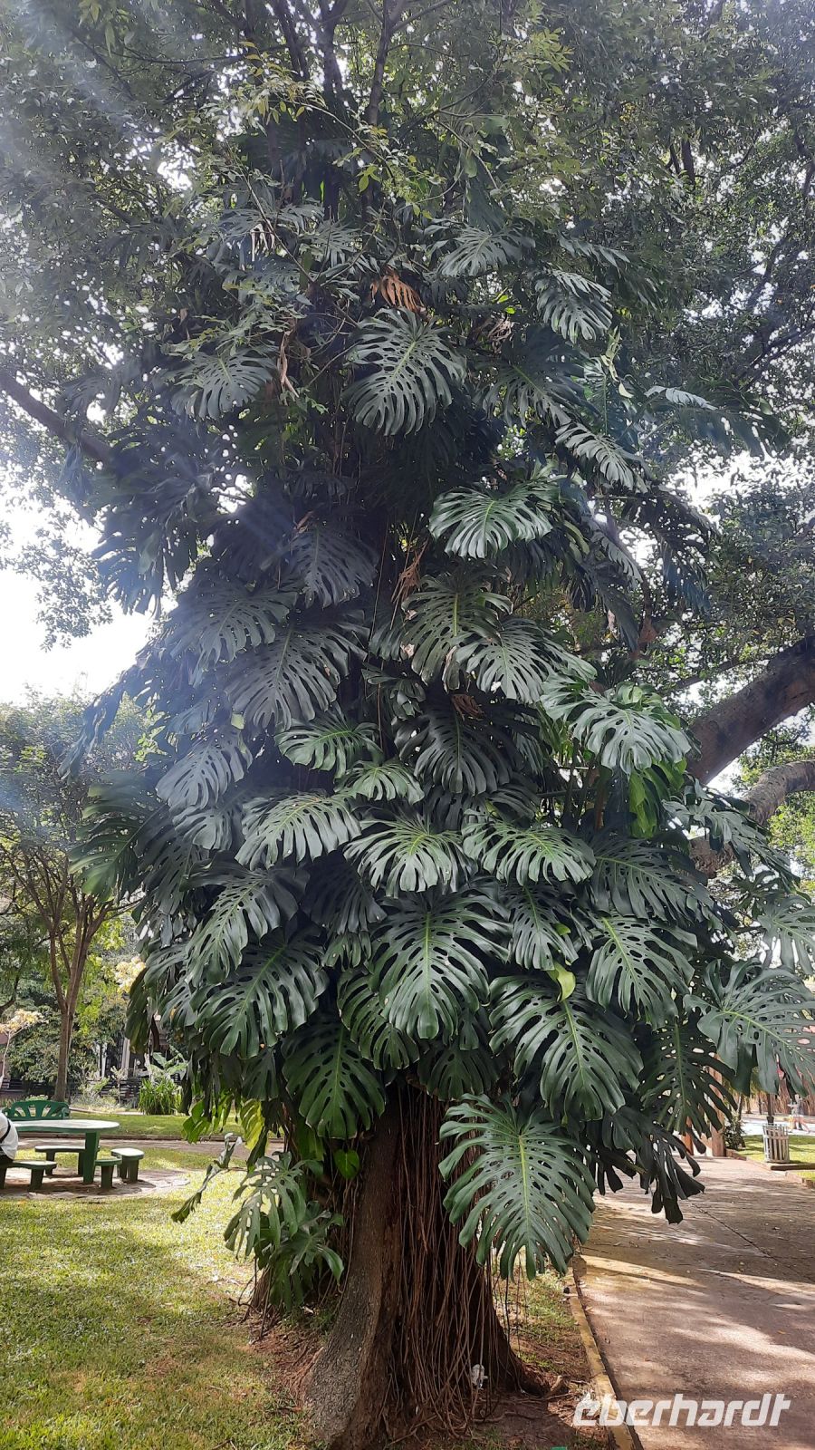 297 – Costa Rica, San Jeso, Park, Monstera