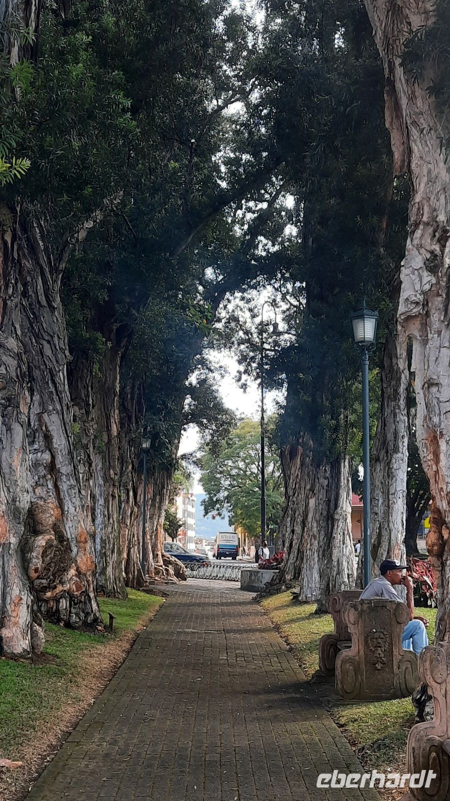 306 – Costa Rica, San Jeso, Allee Korkeiche