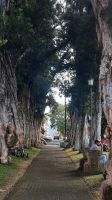 306 – Costa Rica, San Jeso, Allee Korkeiche