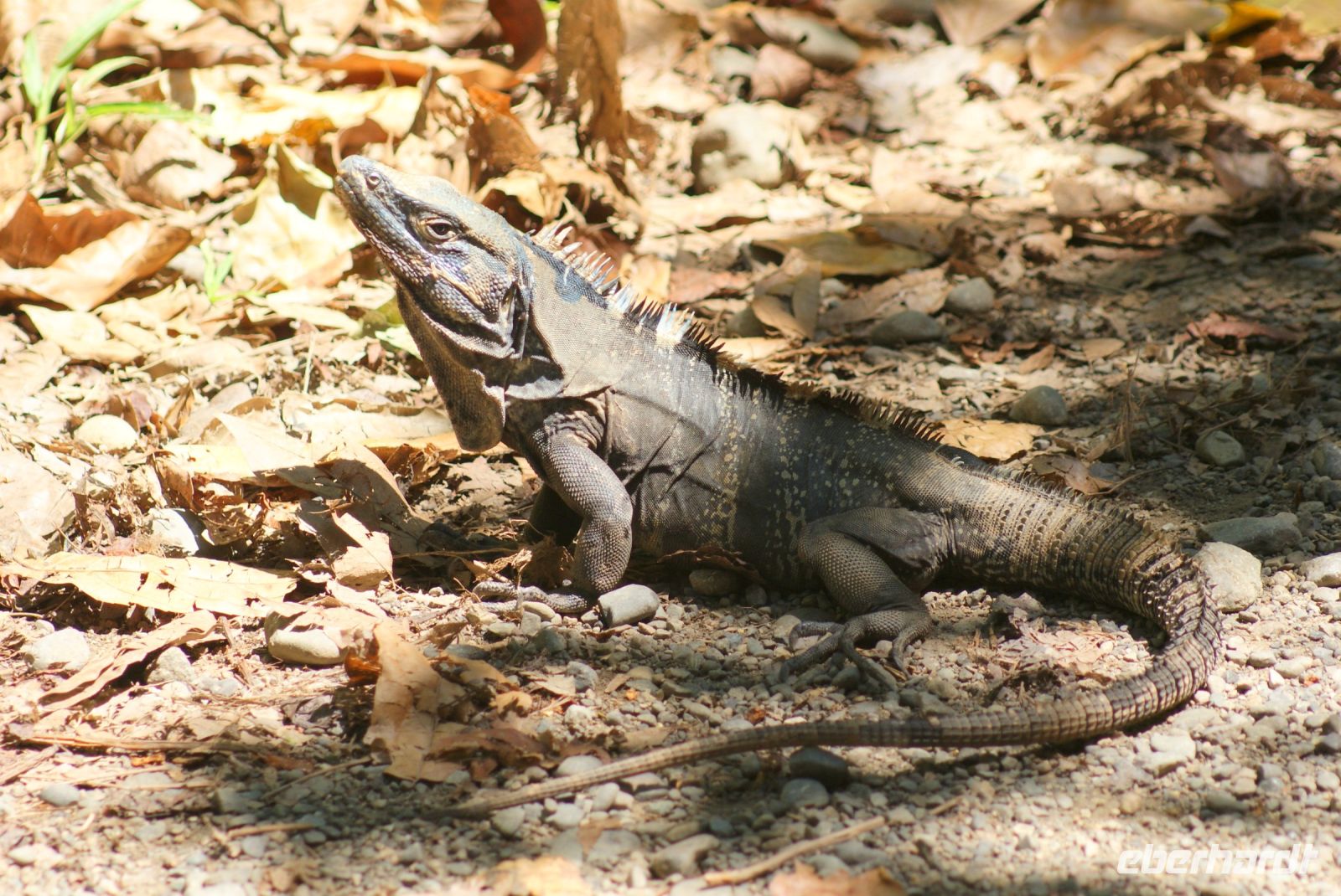 197 Iguana