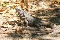 197 Iguana
