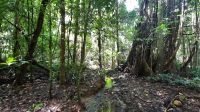 198 – Costa Rica, Corcovado-Nationalpark