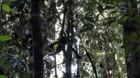 199 – Costa Rica, Corcovado-Nationalpark, Klammeraffe