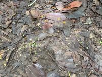 2. Tag – La Fortuna – Auf Faultier-Suche bei La Fortuna – Ameisenstraße