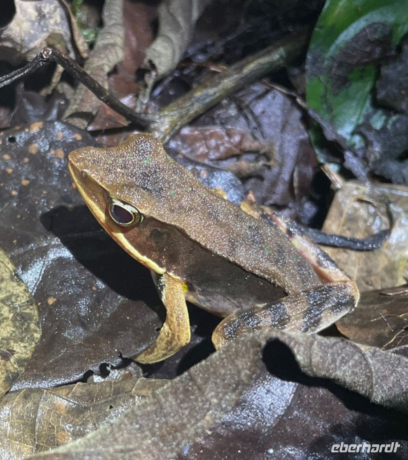 20 Froschtour