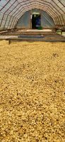 20 Kaffee wird 2 Wochen getrocknet