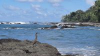 207 – Costa Rica, Corcovado-Nationalpark, Reier