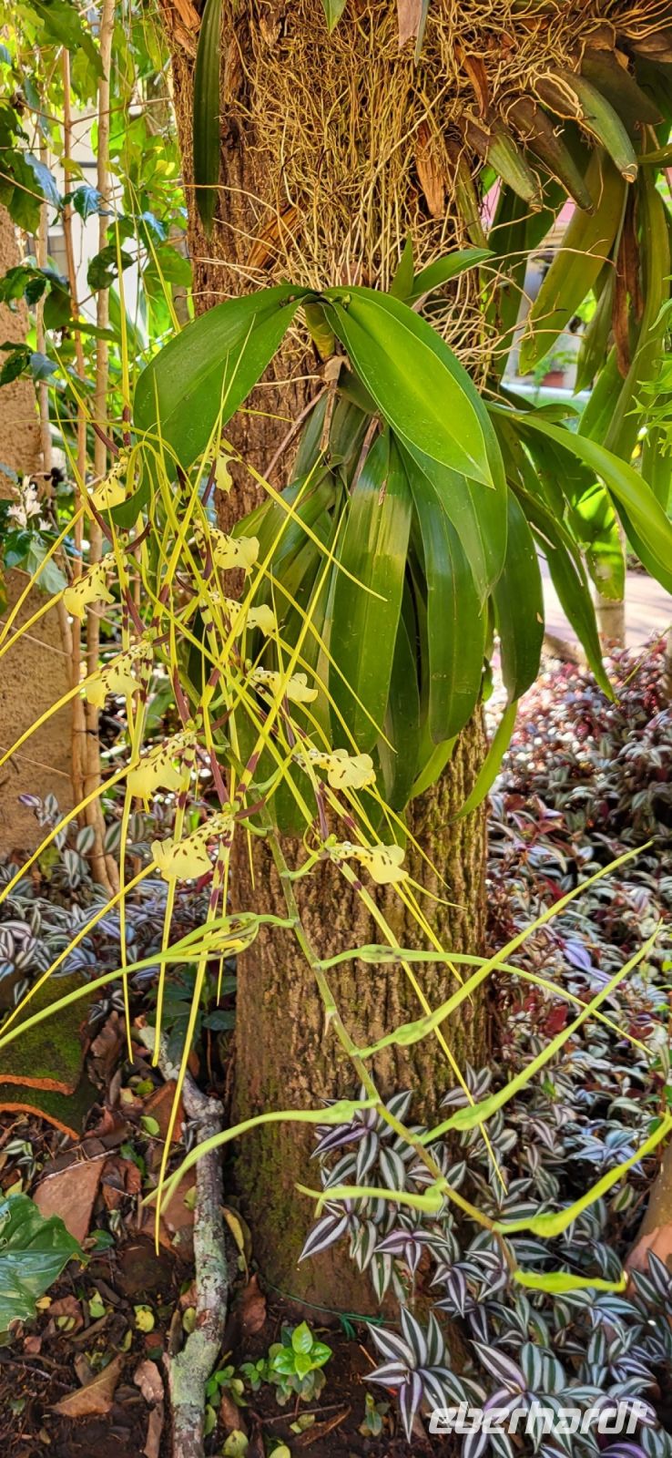 04 Orchideen in Costa Rica