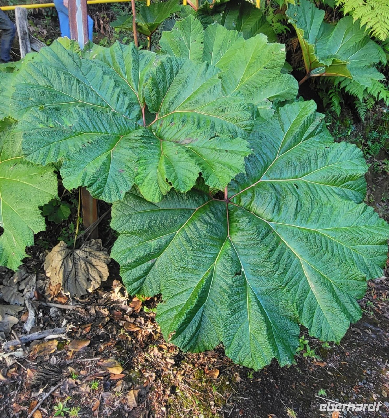 07 Gunera Pflanze