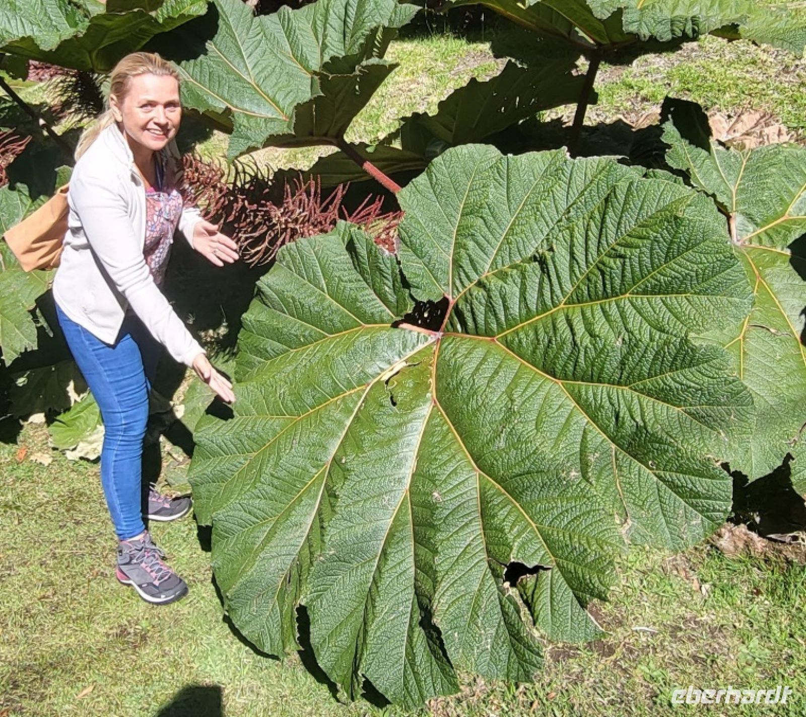 08 Gunera Dimensionen