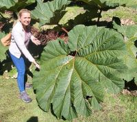 08 Gunera Dimensionen