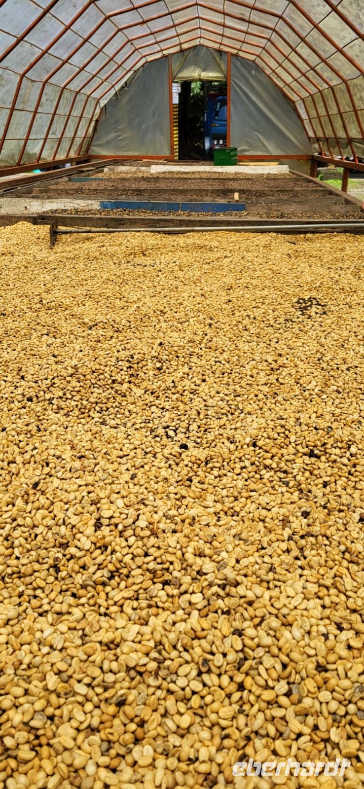 20 Kaffee wird 2 Wochen getrocknet