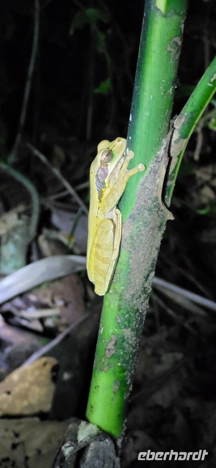 25 Abendliche Froschtour