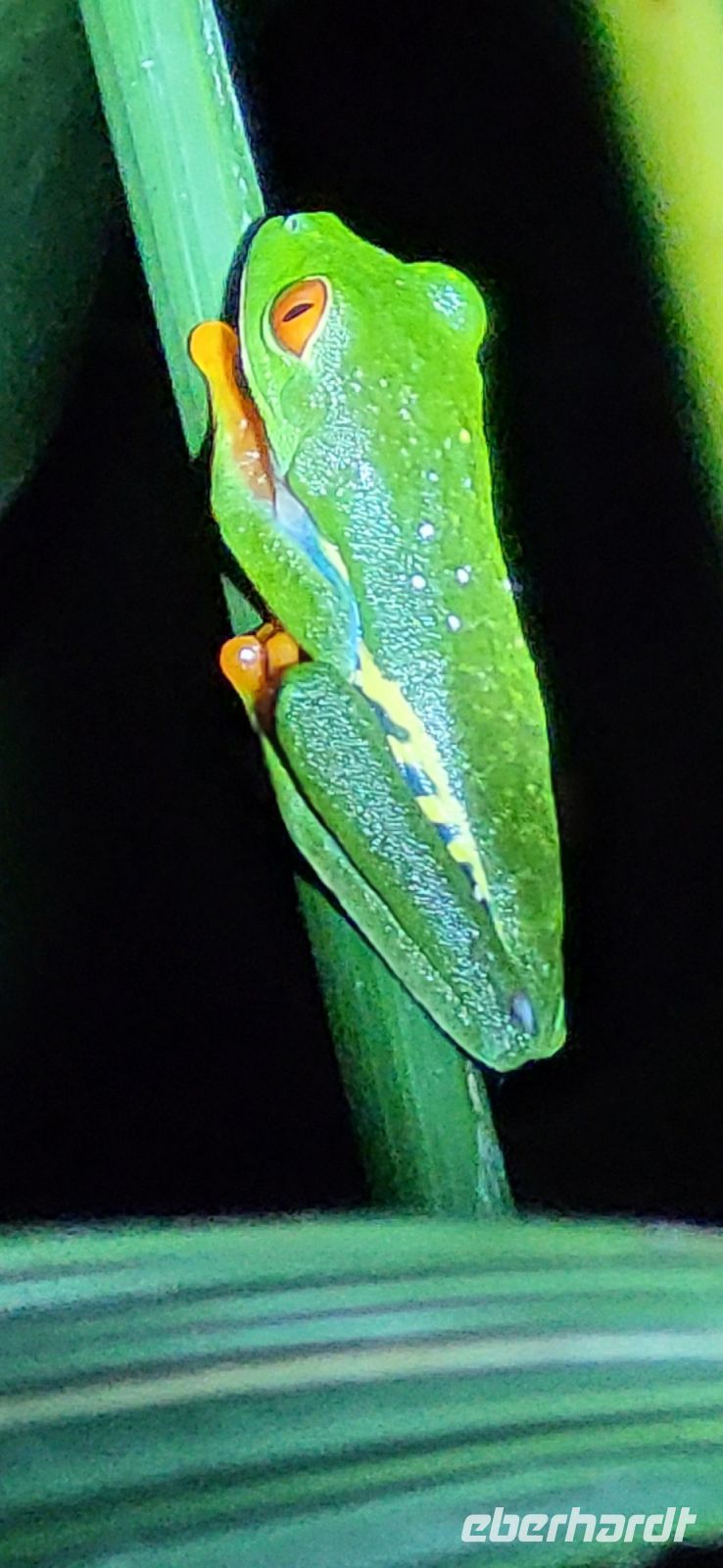 26 Frösche weit und breit