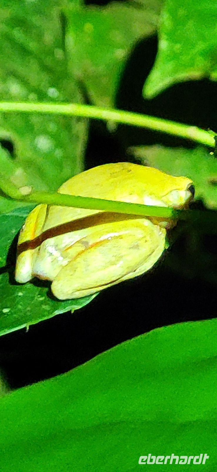 27 Frösche weit und breit
