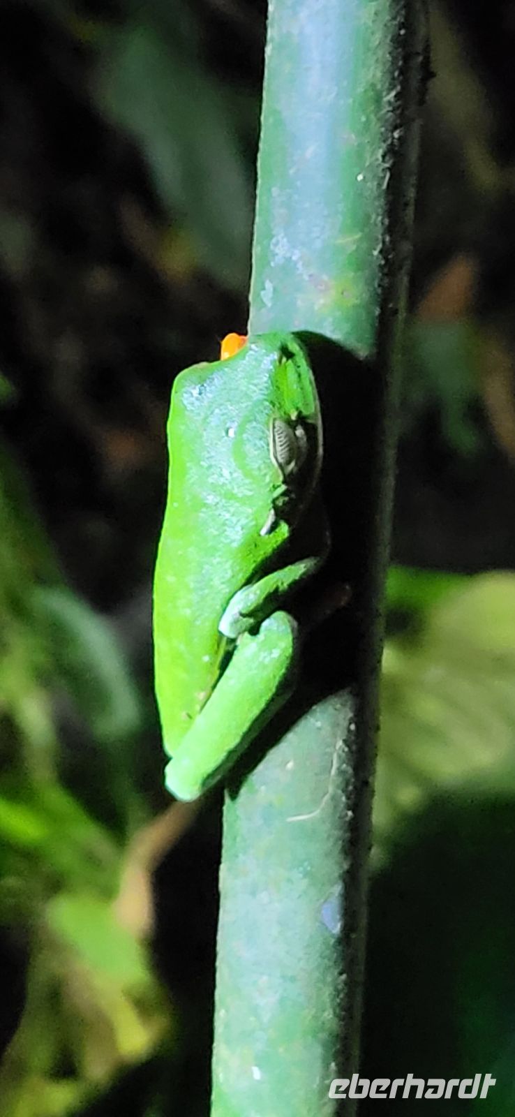 29 Rotaugenlaubfrosch