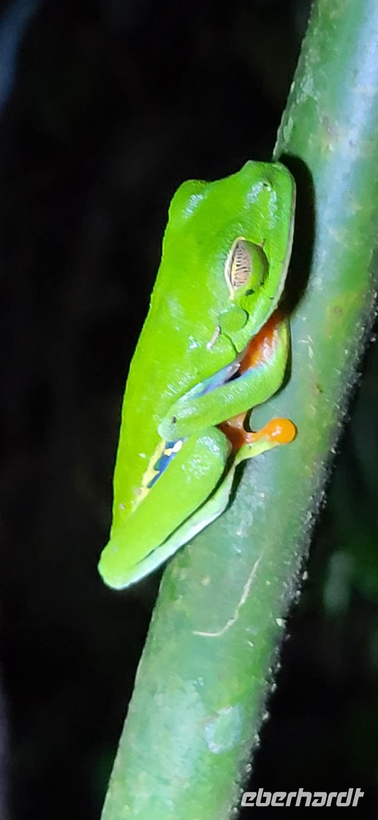 30 Rotaugenlaubfrosch