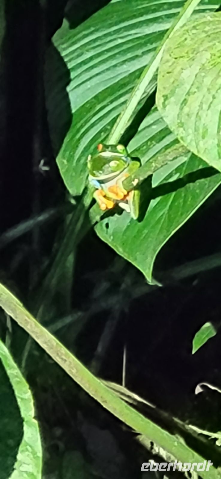 31 Rotaugenlaubfrosch