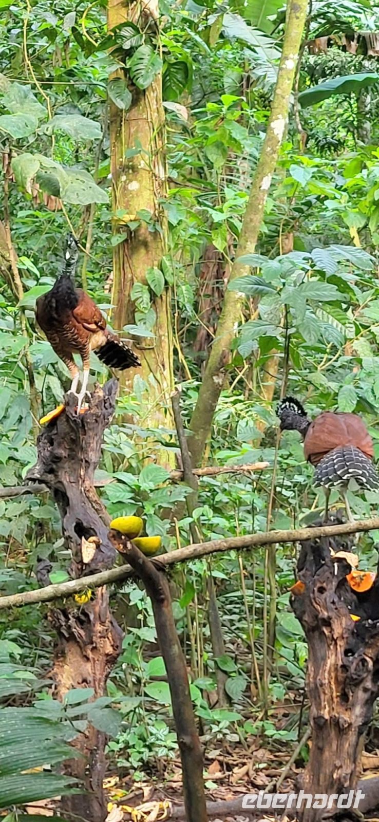 34 Vogelbesuch zum  Frühstück