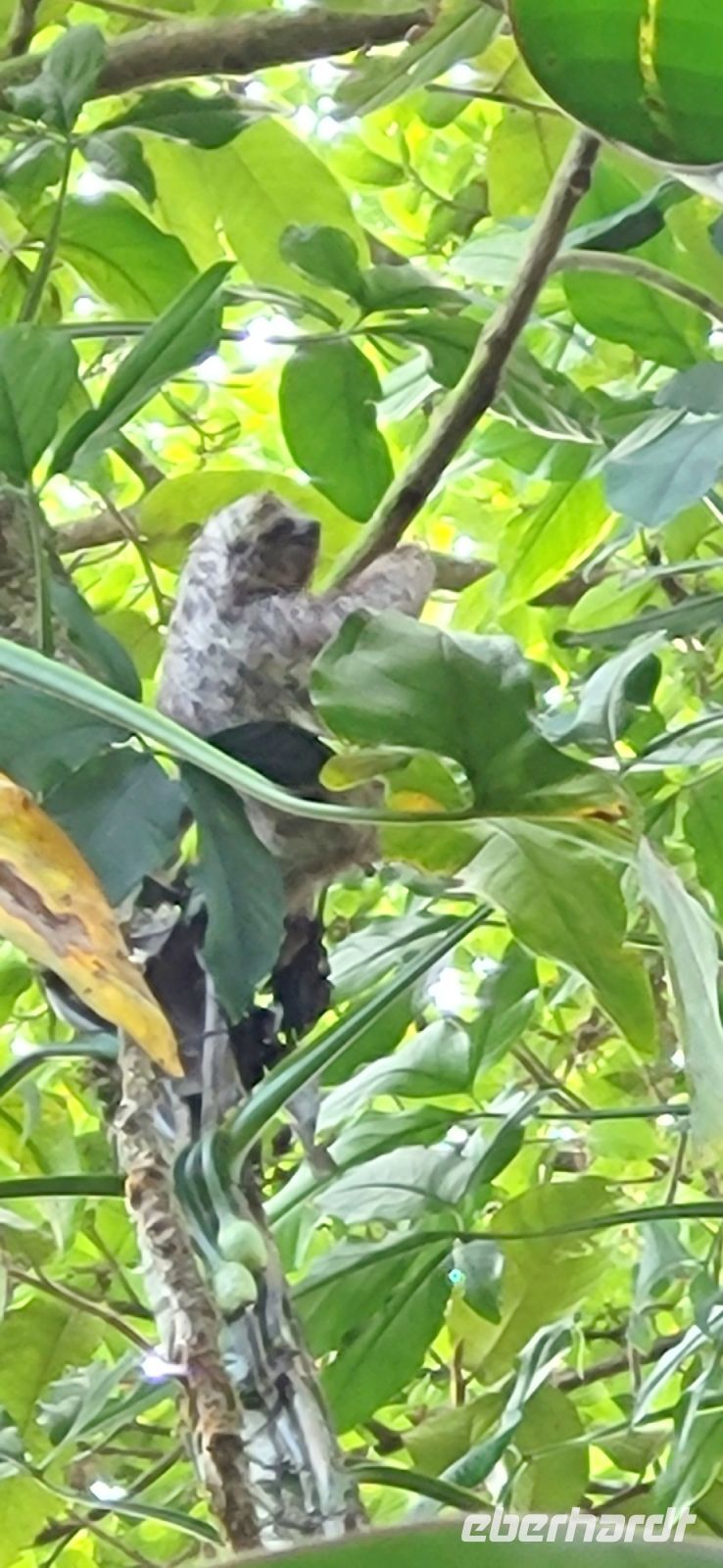 36 Faultier in unserer Lodge