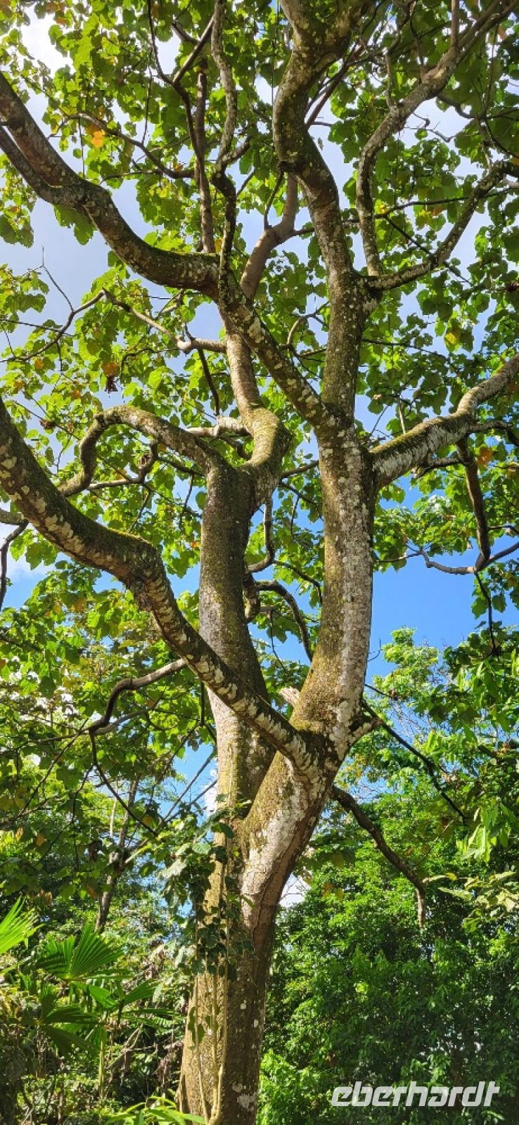 52 wo ist das Faultier