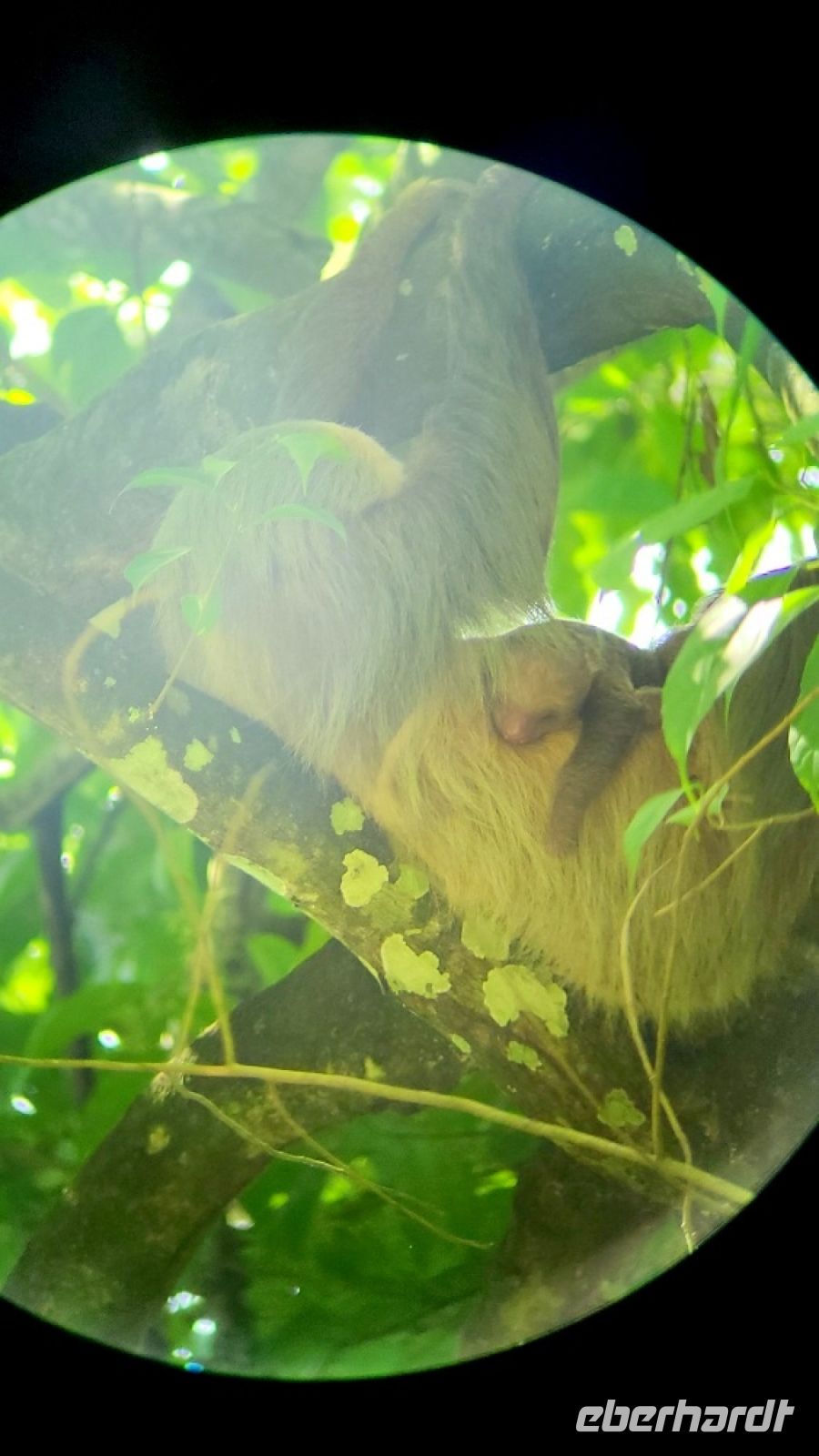 53 hier durch das Fernglas