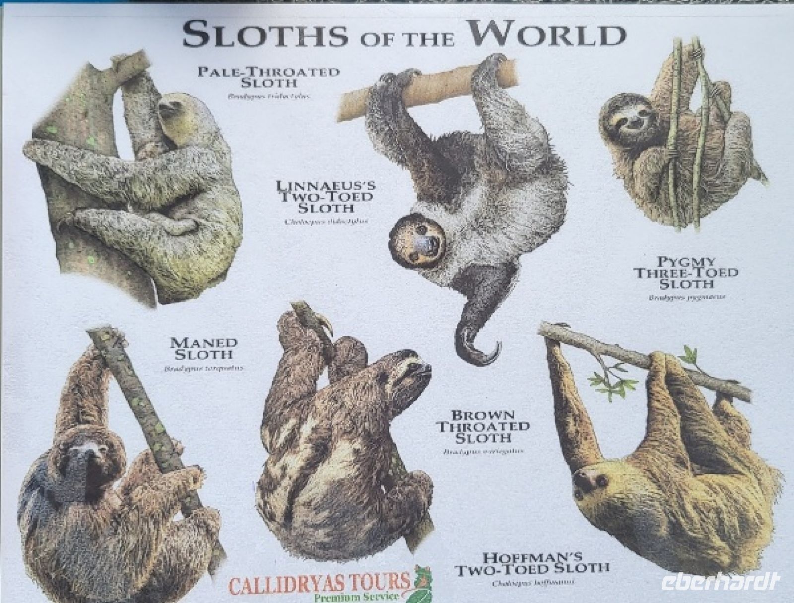 56 Faultierarten weltweit