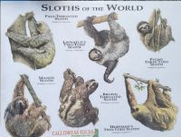 56 Faultierarten weltweit