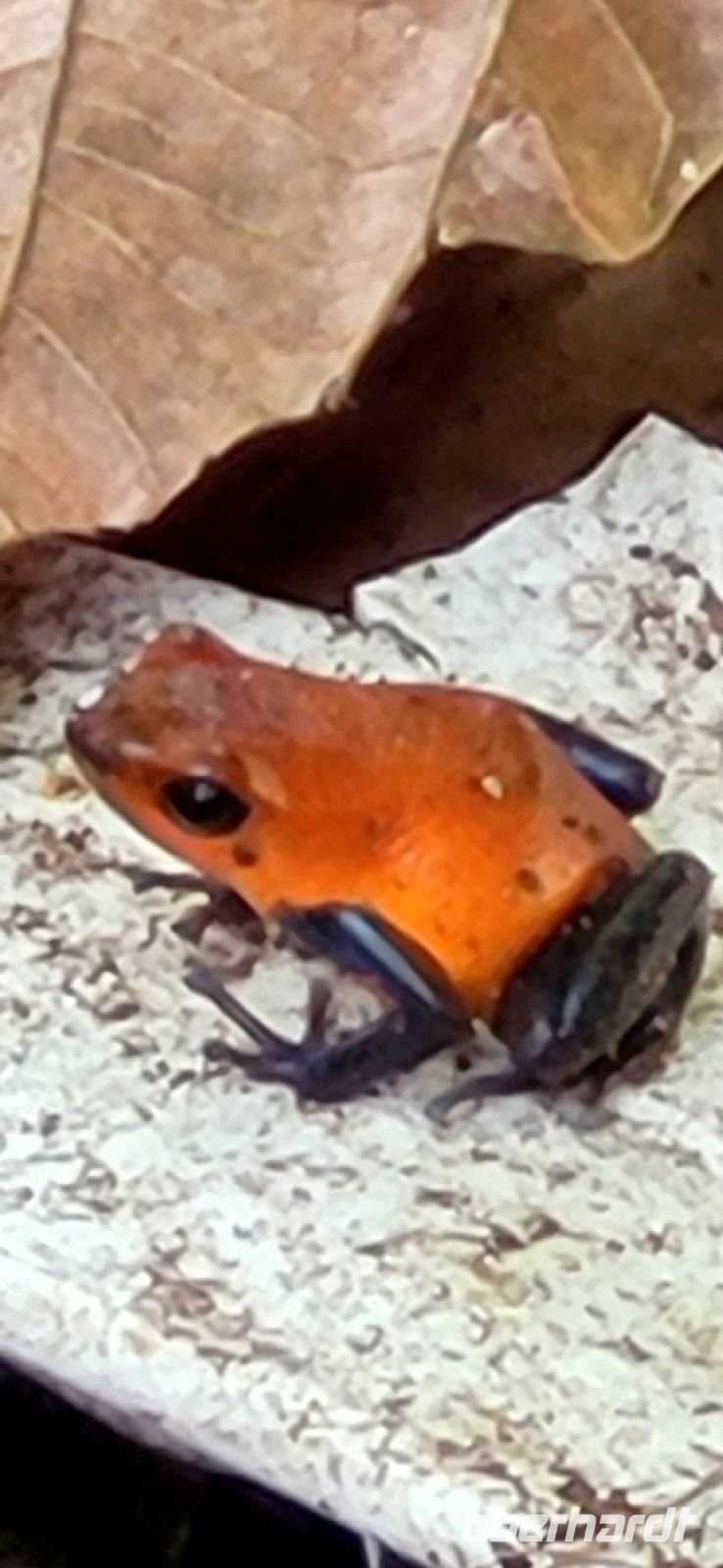 58 von Eduardo angelockt