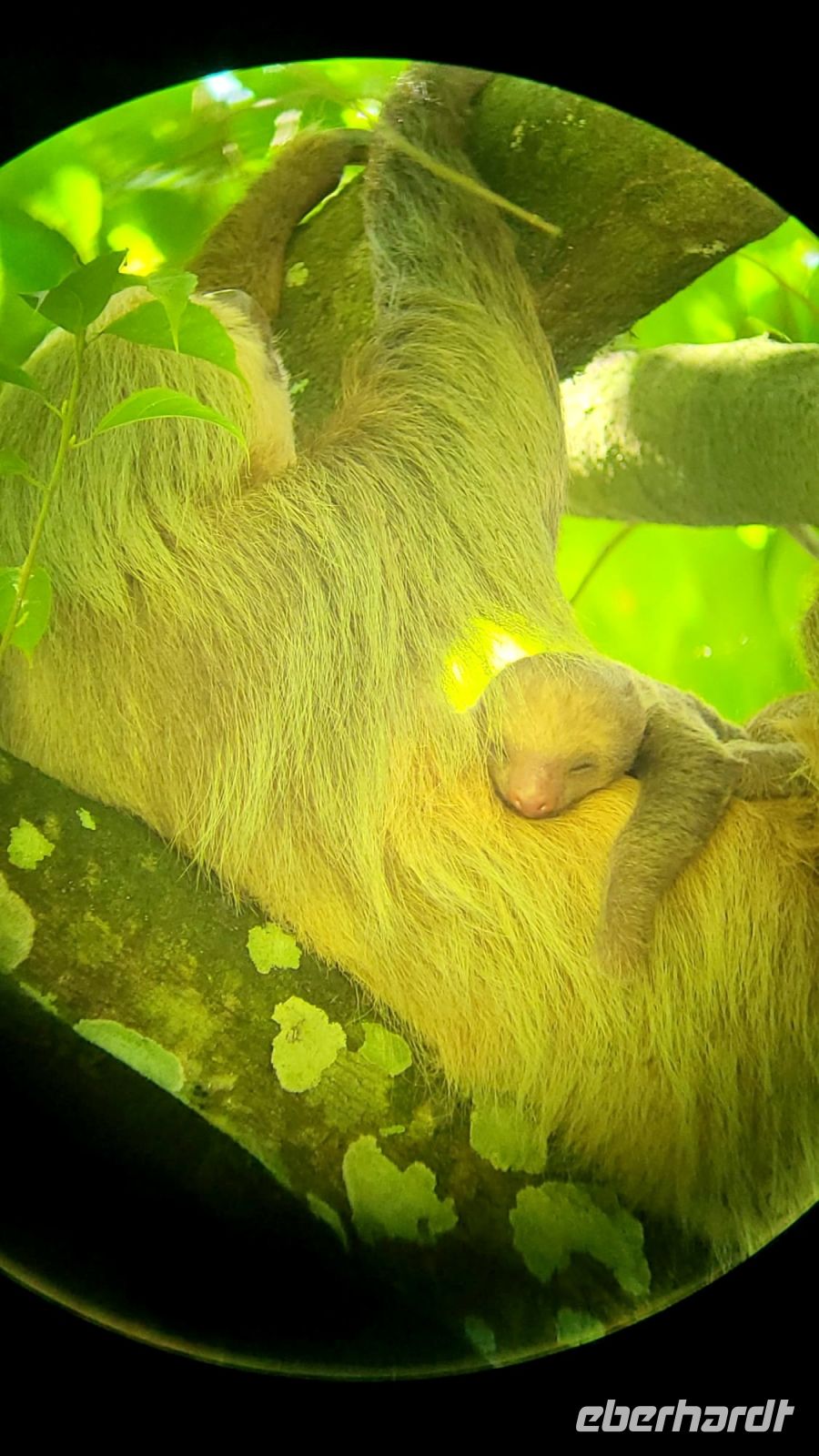 60 Faultier mit Nachwuchs