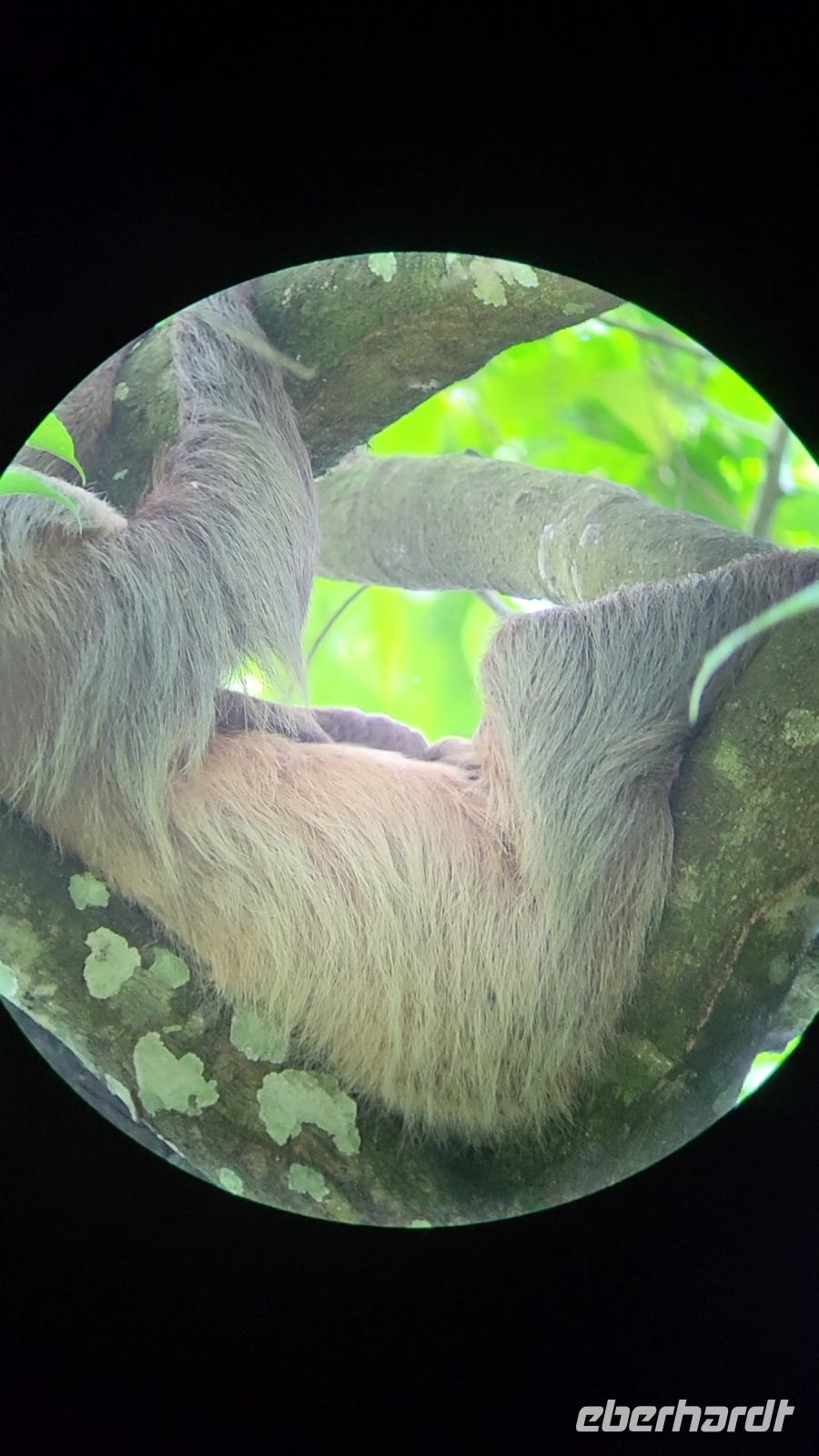 62 pura vida Costa Rica