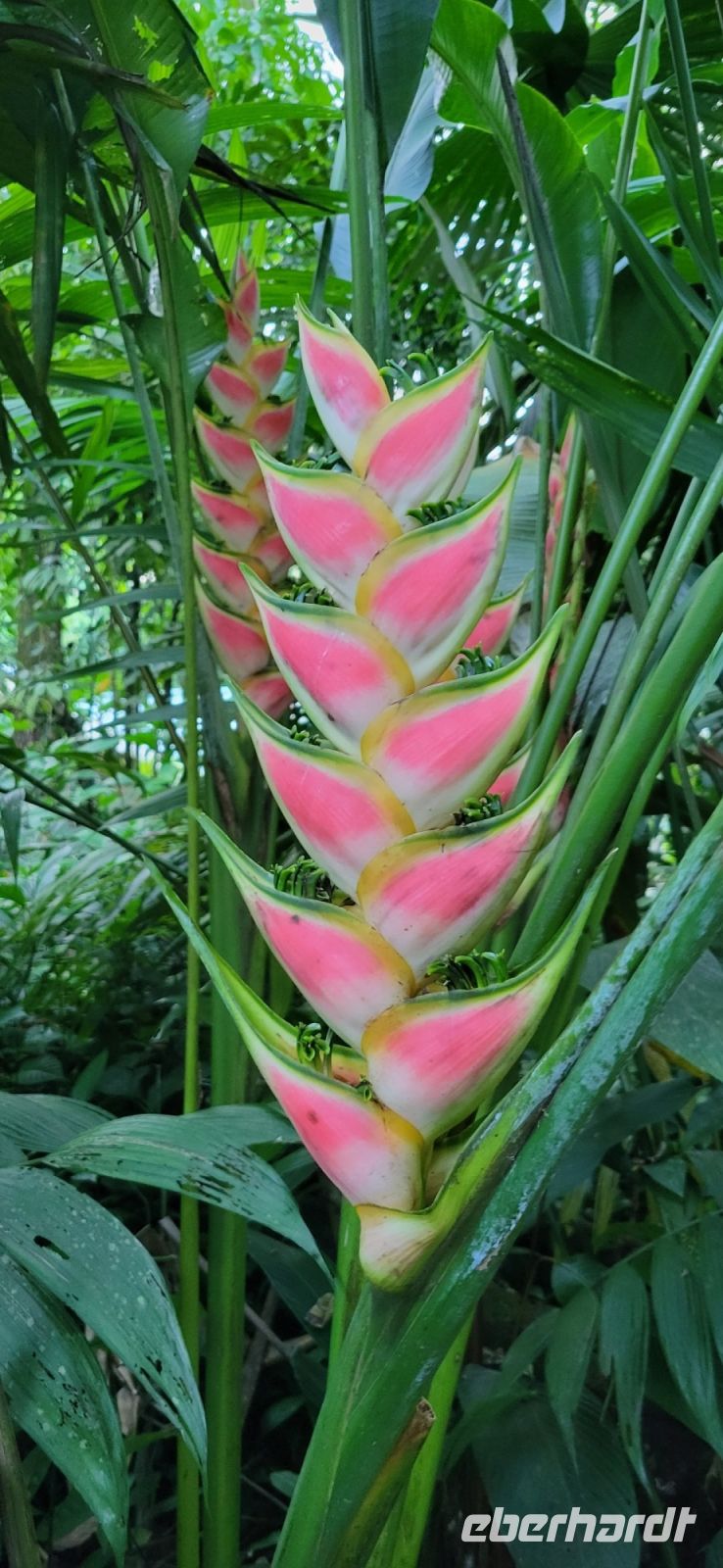 68 Eco Thermales La Fortuna